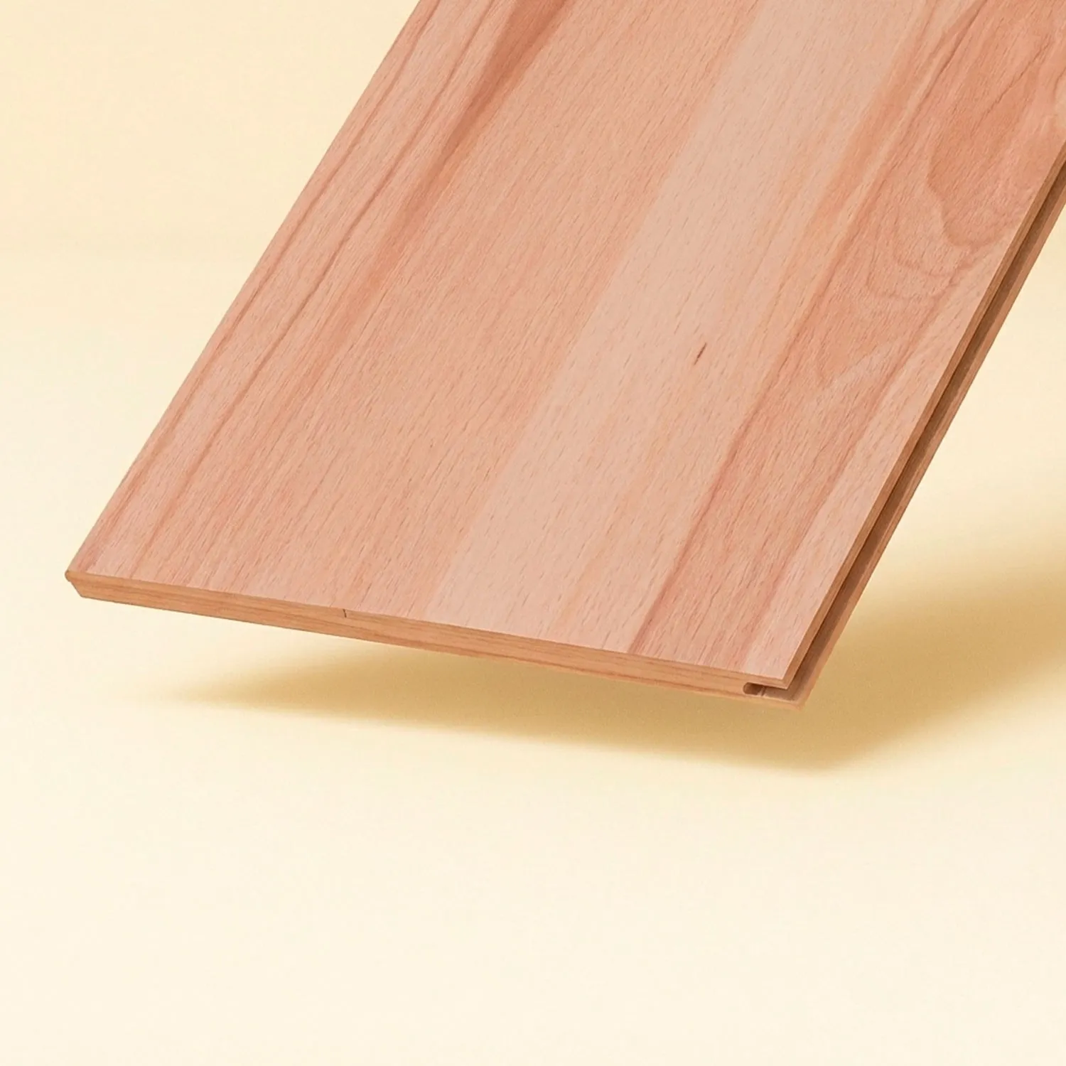 mountain beech